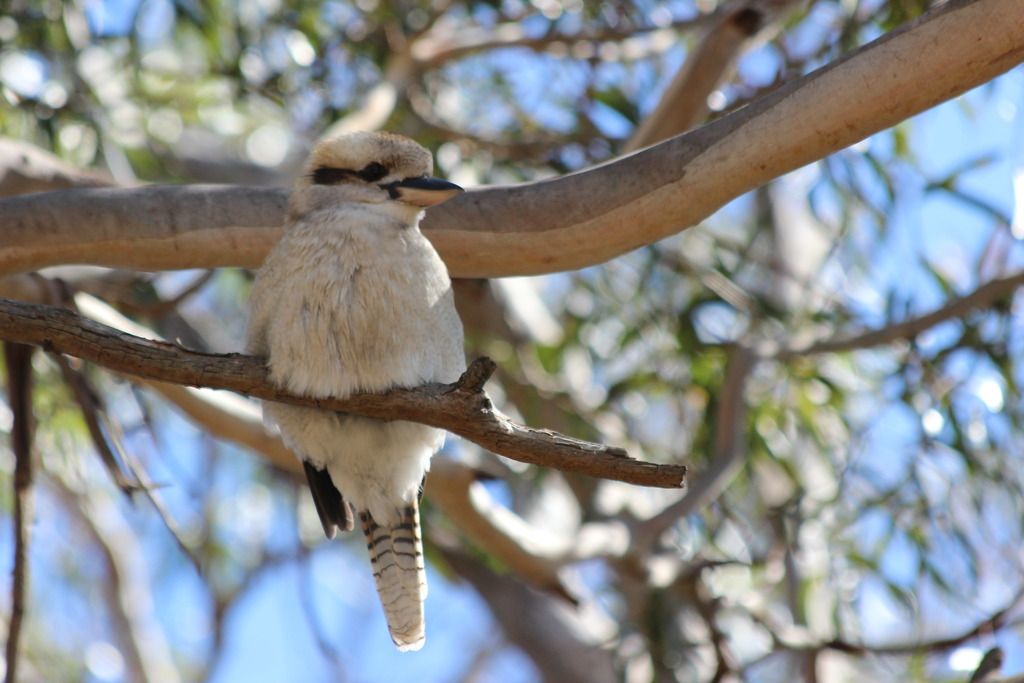 My first time seeing a wild kookaburra, it was quite friendly and let me come quite close