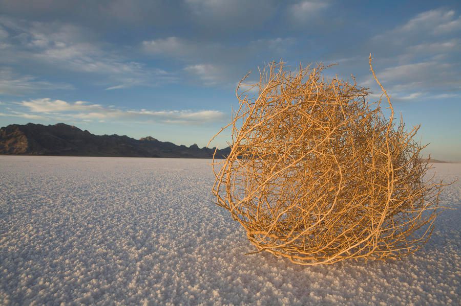 http://i1361.photobucket.com/albums/r671/JellyBeanJuggler/tumbleweed_zpsyfwenwyy.jpg