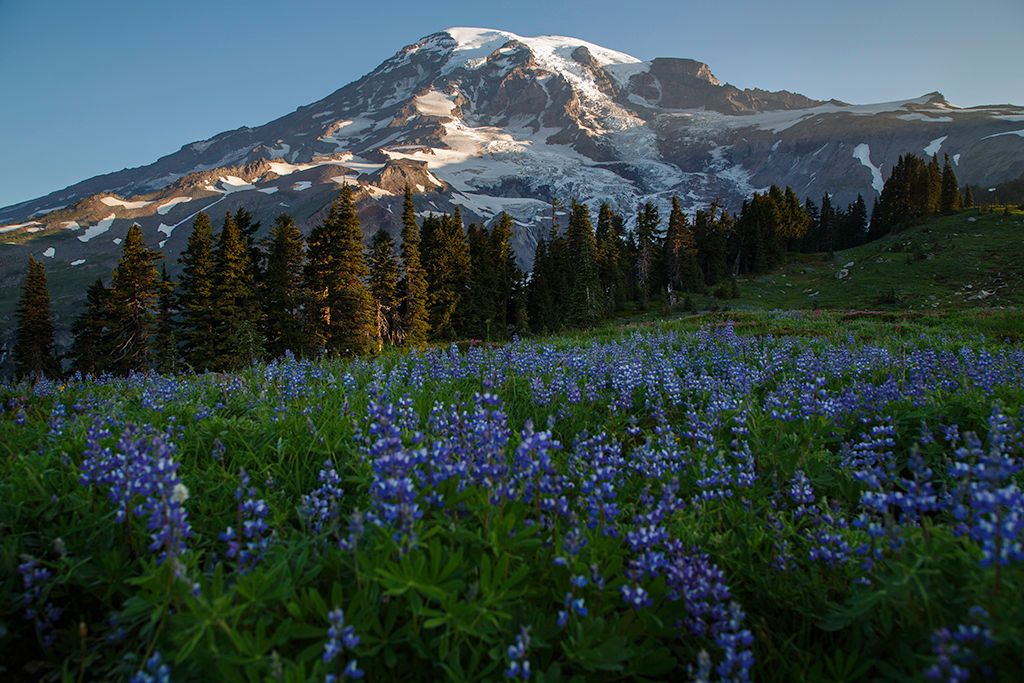 IMAGE: http://i1361.photobucket.com/albums/r672/JMfour2five/RainierMeadowsWeb_zpse22798d6.jpg