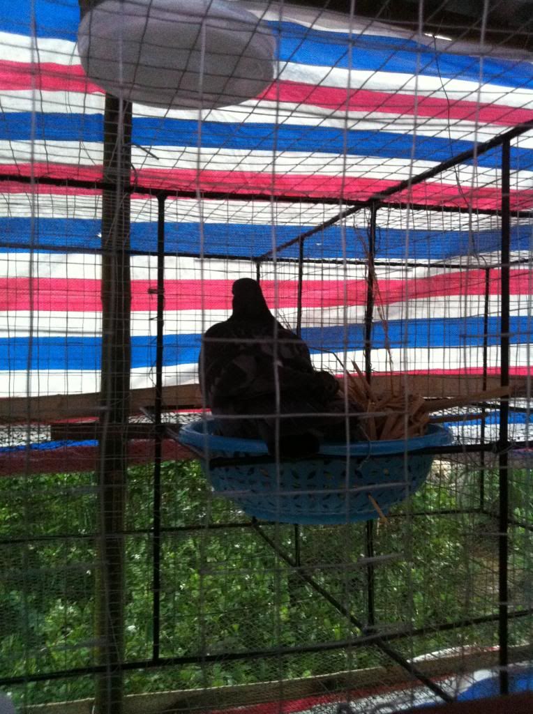 giúp đỡ về loại bồ câu